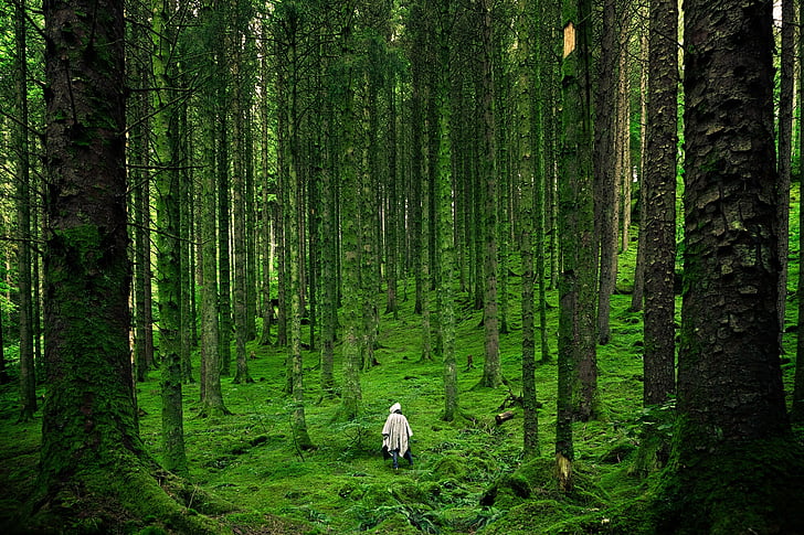 person, forest, lush, green, moss, humanm, walking