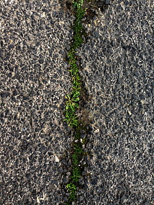 линия, трева, права линия, линия трева, почвата