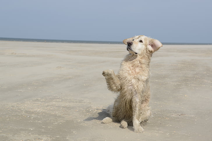 golden retriever, dog, beach, pets, animal, canine, cute