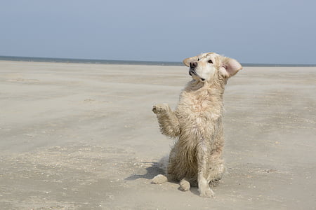 จำพวกทอง, สุนัข, ชายหาด, สัตว์เลี้ยง, สัตว์, สุนัข, น่ารัก