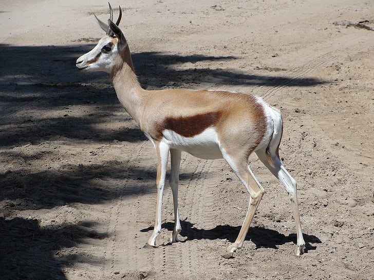 Gazelle, l’Afrique, savane, faune, animal, nature, animaux à l’état sauvage