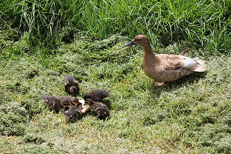 Duck, andungene, andungen, nyfødte, and, mor duck