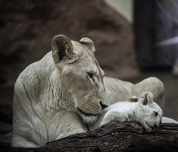 Leão, leão branco, Leoa, gato grande, Juba, olhos, natureza