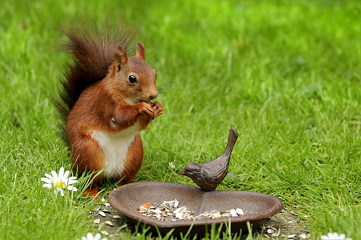 squirrel, animal, sciurus, young, spring, chucks, garden
