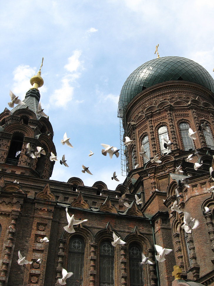 Harbin, Eglise de Sofia, bâtiment, Pigeon