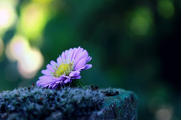 flower, lonely, alone, moss, stone, deco, decoration