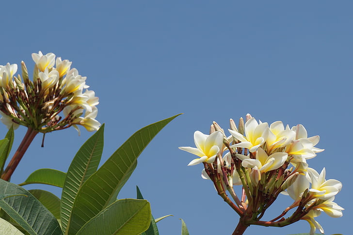 Frangipani, Champa laos, hvide blomster, aroma, Sky, åbne, Frangipani blomster