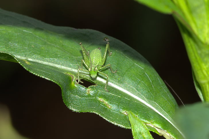 viridissima, llagosta caducifoli, insecte, tancar, macro, verd, animal de primavera