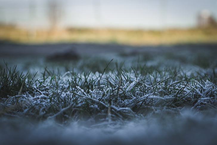 photo, green, grass, winter, frost, nature, cold temperature