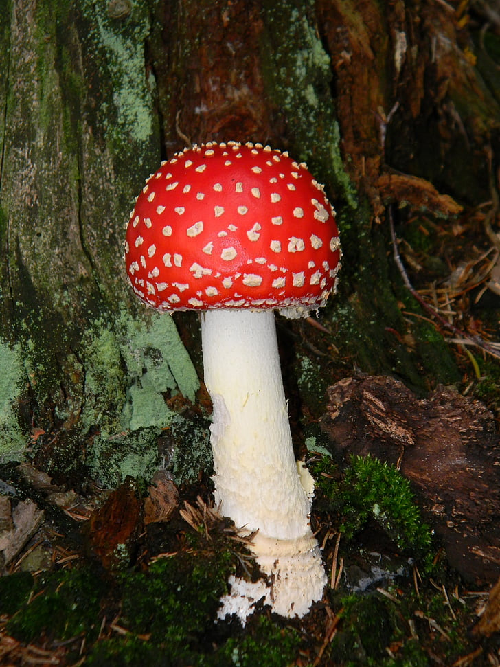 Agarico di rosso, foresta, funghi, natura, fungo, fungo, Fly agaric fungo