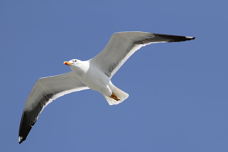 herring gull, larus argentatus, seevogel, sea, large gull, species, bird