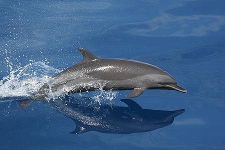 dolphin, swimming, jumping, reflection, sea, ocean, water
