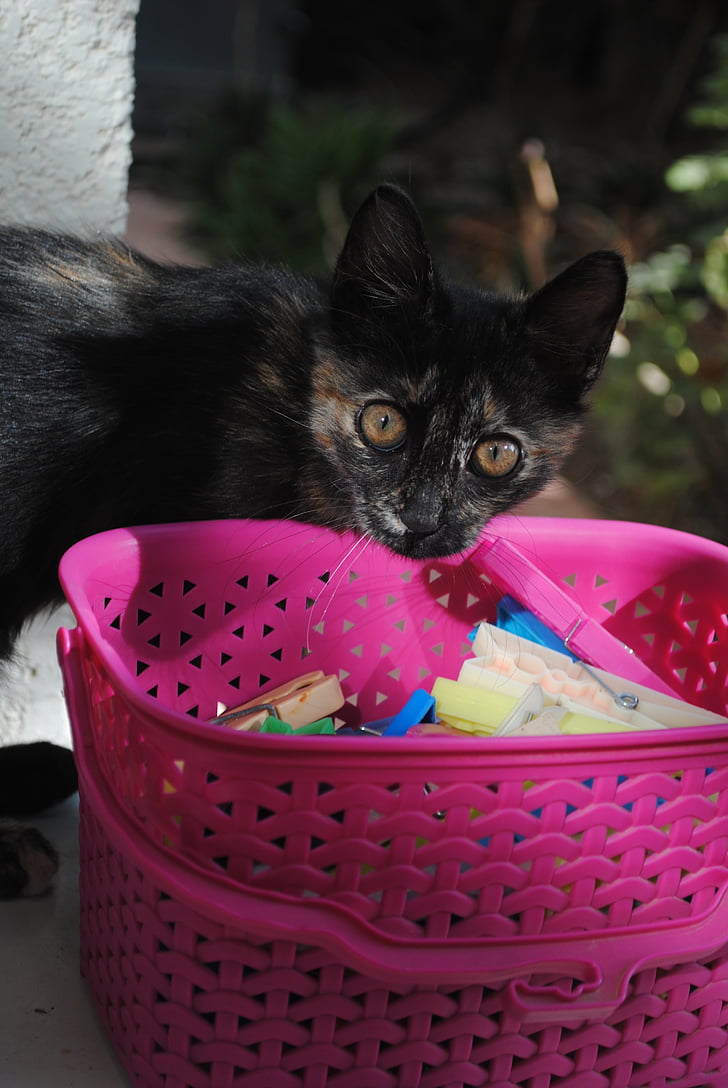 mačka drži se praonica rublja, mačka odjeću peg, slatka mačića, slatka mačka, mačka, clothespin, mače