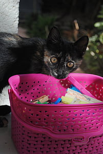 kočka na zavěšení prádla, kočka kolíčkem, roztomilá kočička, roztomilý kočka, kočka, clothespin, kotě