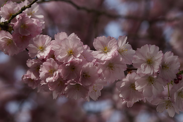 Blossom, Bloom, kevään, Sulje, vaaleanpunainen, tarjous, koriste kirsikka
