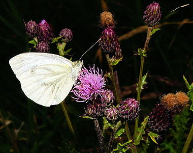 white ling, butterfly, thistles, blossom, bloom, close, harmonious