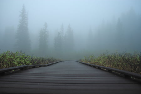 blur, dawn, fog, foggy, grass, landscape, mist