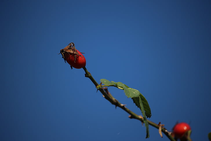 autumn, rose hip, sky, plant, rose, wild rose, red