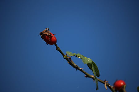 efterår, hyben, Sky, plante, steg, vilde rose, rød