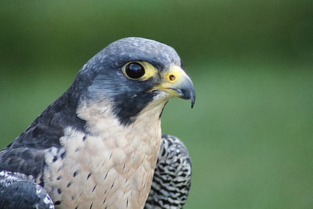 wanderflake, Falco peregrinus, burung raptor, elang, burung hewan, alam, dunia hewan