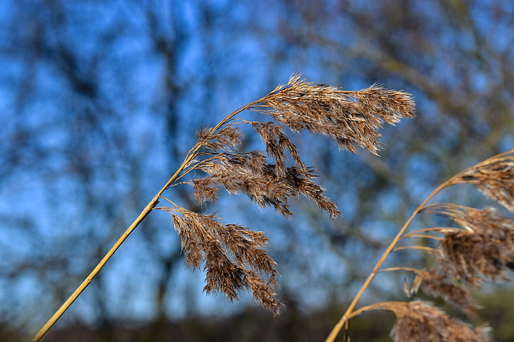 reed, seed position, blue