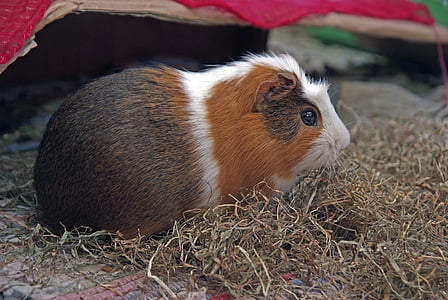 guinea pig, động vật gặm nhấm, Cuy, động vật, động vật, vật nuôi, động vật có vú