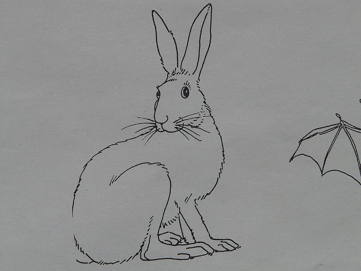 hare, animal, coloring pages, paint, draw, sign template, drawing