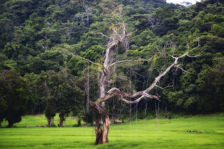 Costa Rica, Ameerikas, puu, keskkond, maa, metsa, troopikas