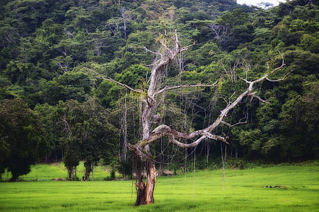 Costa Rica, Amerika, træ, miljø, jord, skov, troperne
