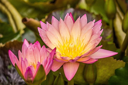 Lotus, planta acuática, rosa de agua, flor de loto, naturaleza, flor, floración