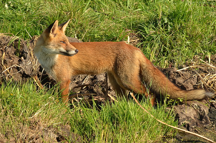 Fox, depredador, mamíferos, salvaje, fauna, alerta, ' Naardermeer '