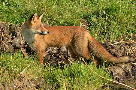 Fox, prădător, mamifer, sălbatice, faună, alertă, Naardermeer