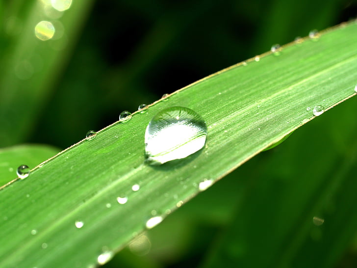 agua, gotas, hoja, hierba, verde, Rocío, lluvia