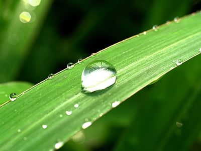 水, 滴眼液, 叶, 草, 绿色, 露水, 雨