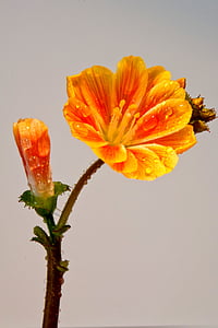 Nemesia, flor, floración, gota de agua, naranja, macro, flor
