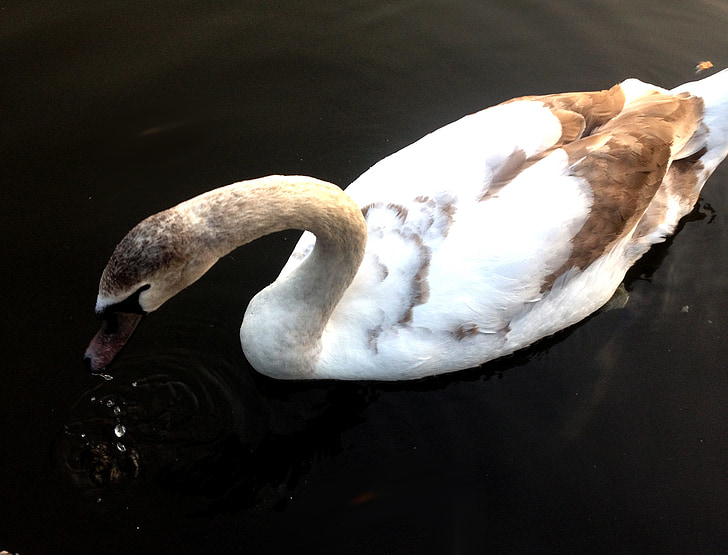 Swan, vit, Vacker, fågel, fjädrar, vatten fågel, simning