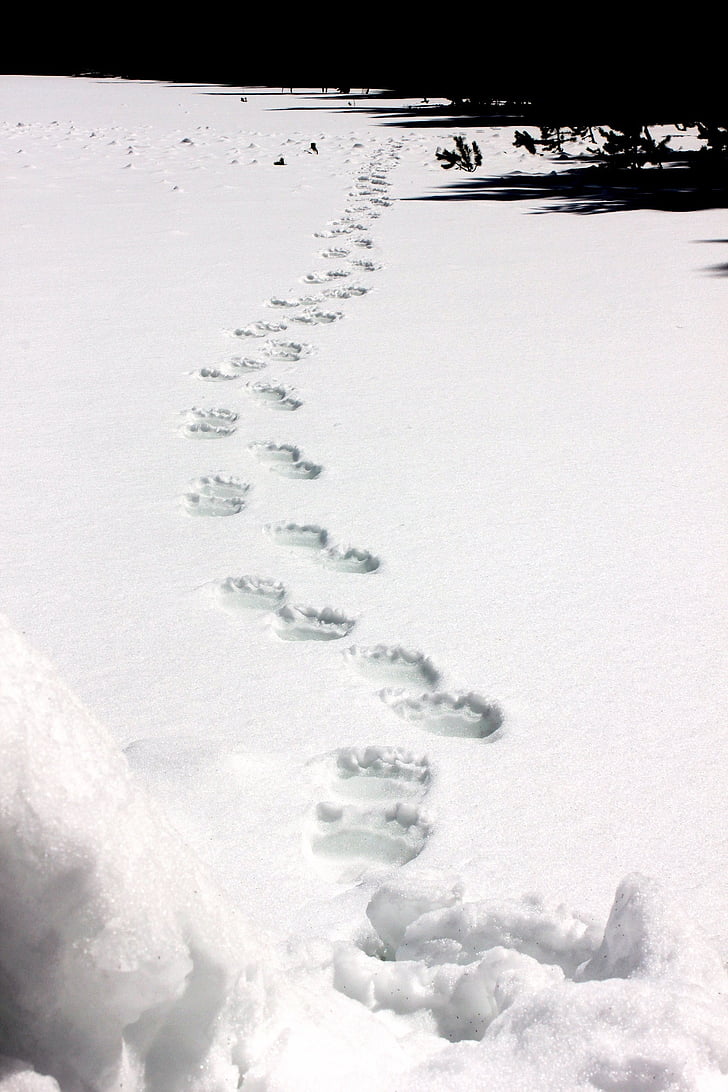Grizzly bear tracks, sneeuw, dieren in het wild, natuur, winter, koude, voetafdruk