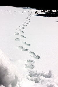 Grizzly bear tracks, sneeuw, dieren in het wild, natuur, winter, koude, voetafdruk