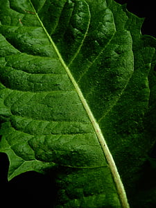 leaf, nature, plant, dandelion, green, weed, background