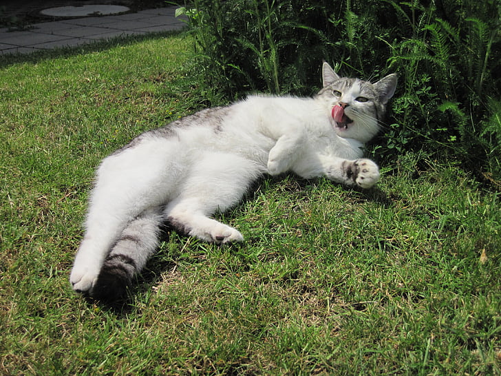 cat, tongue, sun, relaxed, adidas, domestic cat, mackerel