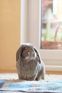 rabbit, gray, fur, eye, ear, smooth, view