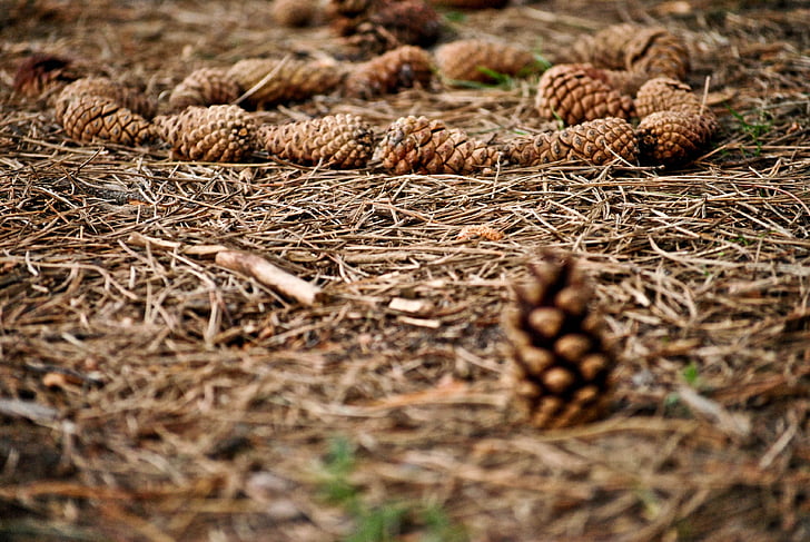 cones, forest, autumn, plants, pine cone, tree, plant