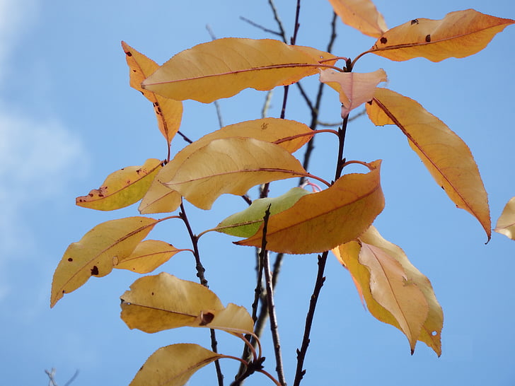 Bladeren, laatste, november, ontstaan, herfst, bos, geel