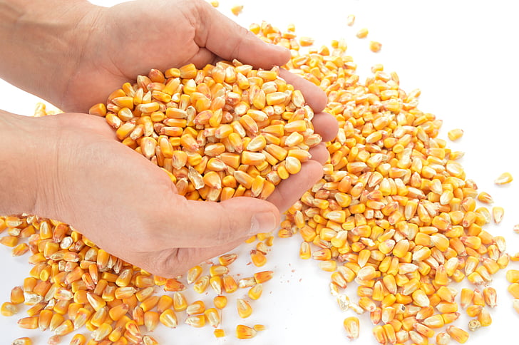 corn, cereals, harvest, seed, agriculture, food, human Hand