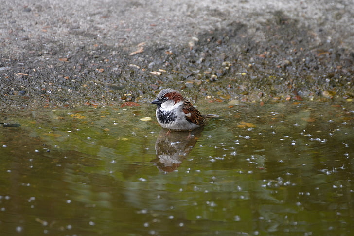 sparrow, little bird, birds, colorful, small, swim, water