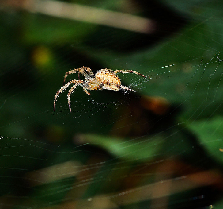 Spider, Spider pesä, Odota, saalis, Hunter, kärsivällisyyttä, hämähäkinverkko