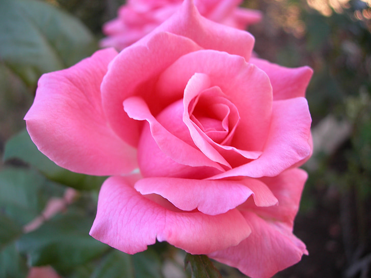Hoa hồng, màu hồng, Sân vườn, Làm đẹp, lãng mạn, Yêu, Hoa