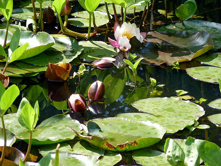 flower, water lily, aquatic plant, aquatic, white water lily, plants, nature