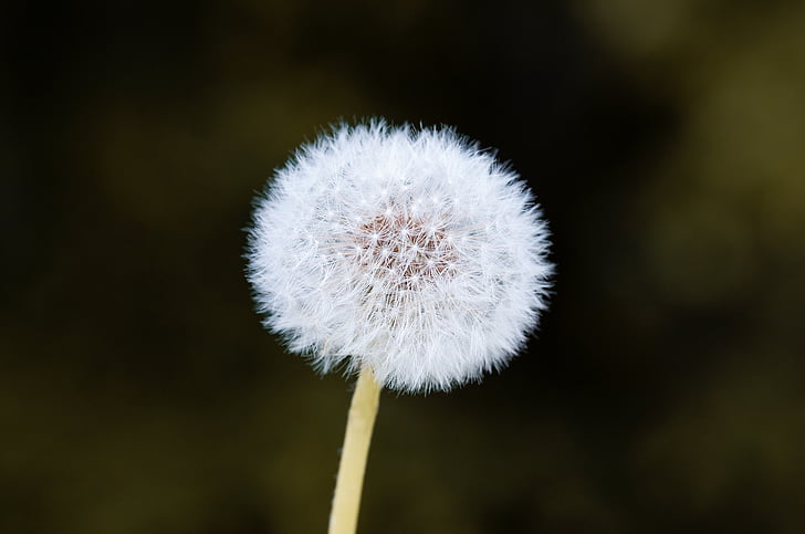dandelion, flower, pointed flower, seeds, isolated, close, faded