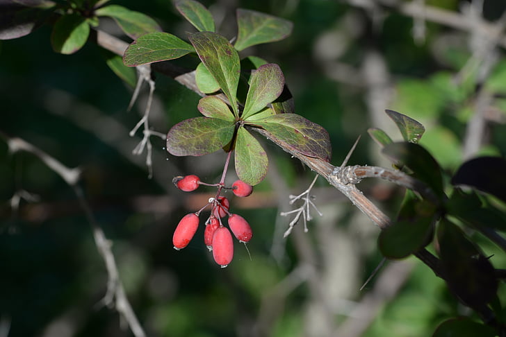 barberry, berberis, plant, red fruits, nature